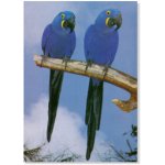 VIOLET MACAWS (JACINTA) POSTER