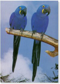 VIOLET MACAWS (JACINTA) POSTER