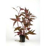 ALTERNANTHERA CARDINALIS