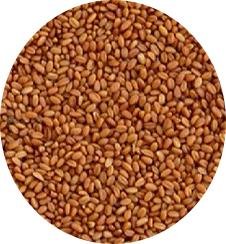 MANITOBA CAMELINA SATIVA 1 KG