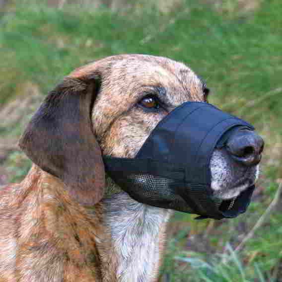 MUZZLE ADJUSTMENT WITH NYLON NET