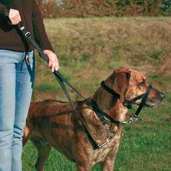 TRAINING MUZZLE
