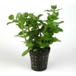 BACOPA AMPLEXICAULIS