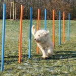 SLALOM AGILITY BARS