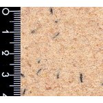 CANARY BIANCOPRAEMIUM