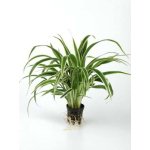 CHLOROPHYTUM BICHETTII