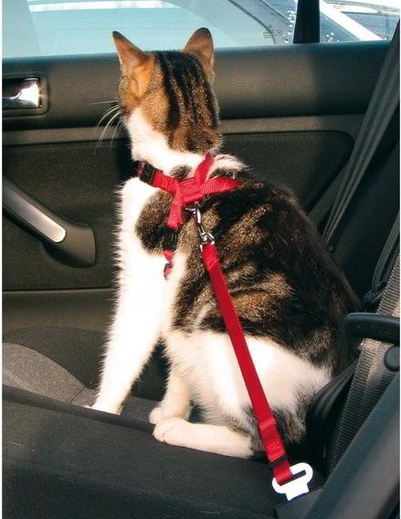 SEAT BELT FOR CATS