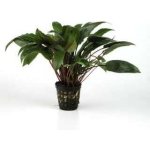 CRYPTOCORYNE UNDULATES KASSELMAN