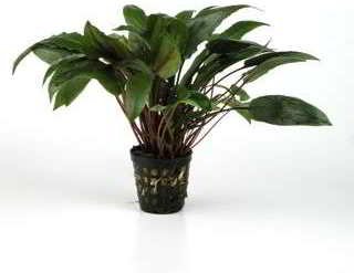 CRYPTOCORYNE UNDULATES KASSELMAN