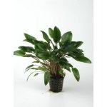 CRYPTOCORYNE WENDTII GREEN