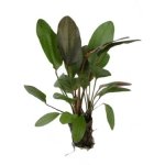 ECHINODORUS OZELOT RED