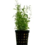 GLOSSOSTIGMA ELATINOIDES