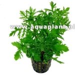 HYGROPHILA DIFFORMIS