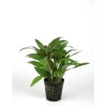 HYGROPHILA GUANENSIS