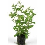 HYGROPHILA ROSAE AUSTRALIS