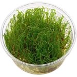 IN VITRO CREEPING MOSS