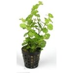 LYSIMACHIA NUMMULARIA