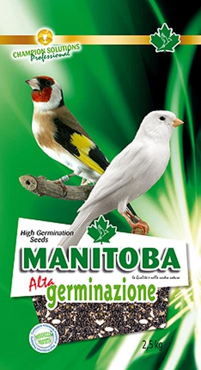 MANITOBA SEEDS HIGH GERMINATION 2.5 KG