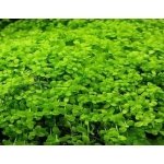 MICRANTHEMUM SP MONTE CARLO