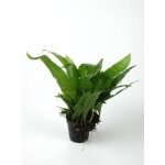 PTEROPUS MICROSORIUM