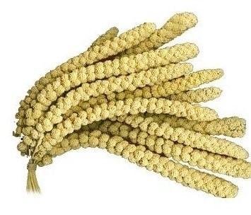 CORN EARS MILLET 500 GR
