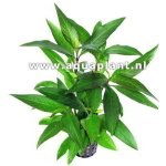 HYGROPHILA SIAMENSIS