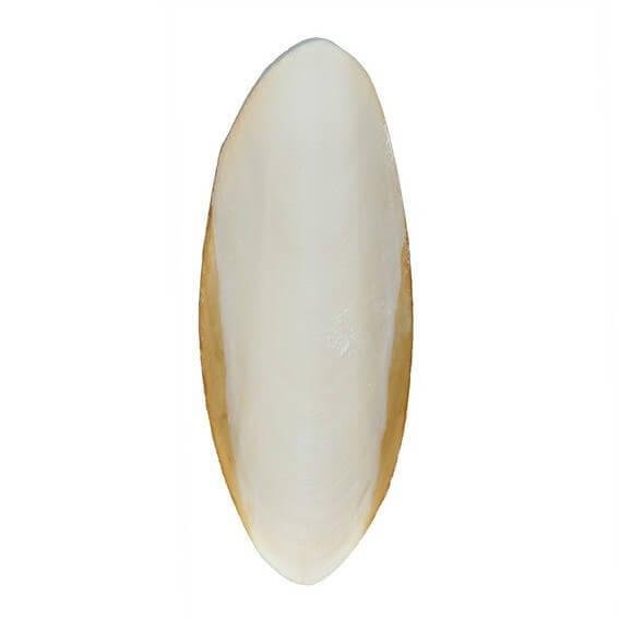 NATURAL CUTTLE BONE