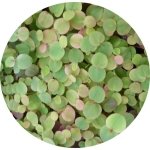 PHYLLANTHUS FLUITANS