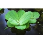 PISTIA STRATIOTES 'COMPACT'