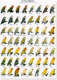 LOVEBIRD POSTER 1