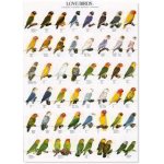 LOVEBIRD POSTER 2