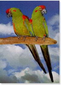 RED HEAD MACAW POSTER