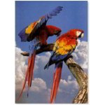 SCARLET MACAO MACAW POSTER