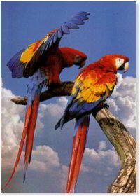 SCARLET MACAO MACAW POSTER