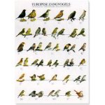 EUROPEAN SONGING BIRDS POSTER