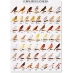 POSTER CANARIES COLOR 1