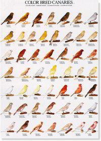 POSTER CANARIES COLOR 1