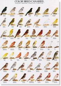 POSTER CANARIES COLOR 2