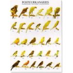 POSTER CANARIOS PORTE