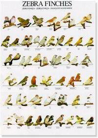 MANDARINS POSTER