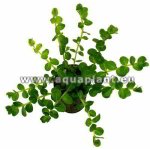 ROTALA SP. GREEN