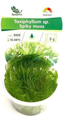 IN VITRO SPICY MOSS