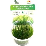 IN VITRO TAIWAN MOSS