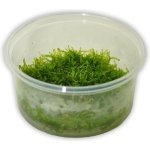 TAXIPHYLLUM BARBIERI TERRINE 100 ML
