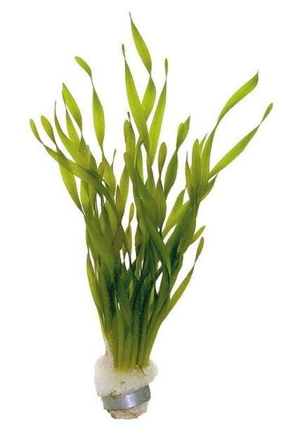 CROOKED VALISNERIA