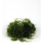 VESICULARIA DUBYANA PORTION