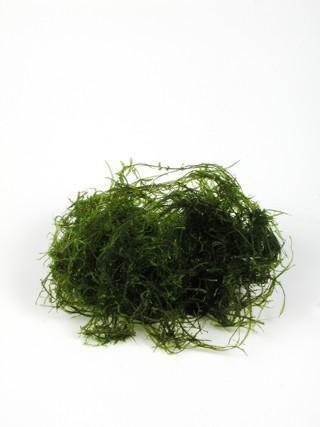 VESICULARIA DUBYANA PORTION